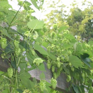 Myfriendshoptrellis