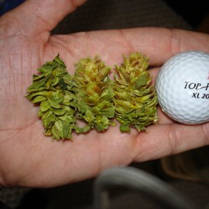 2008_Hops_003