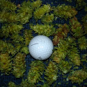 2008_Hops_004