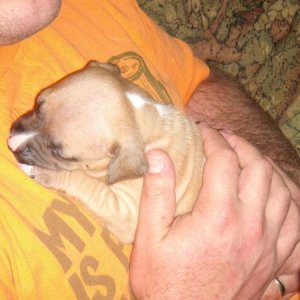 Puppy