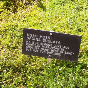 IrishMoss
