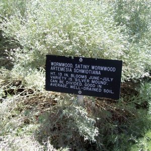 Wormwood