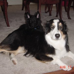 2_headed_dog