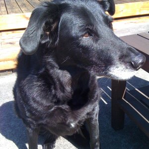 Lucytheblacklab