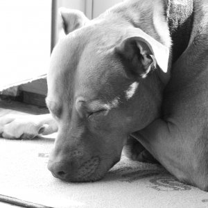 PitBull