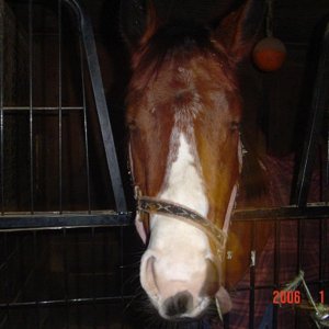 Horses