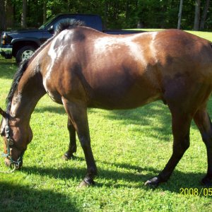 Horses