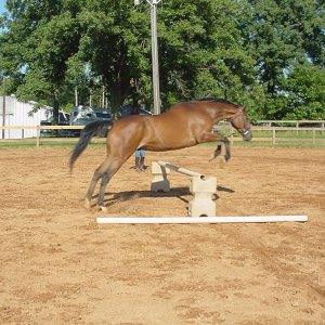 Horses