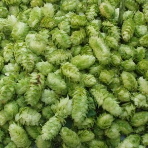 2008hops
