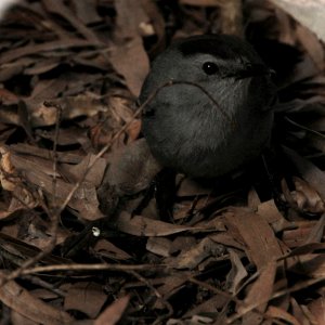 Catbird
