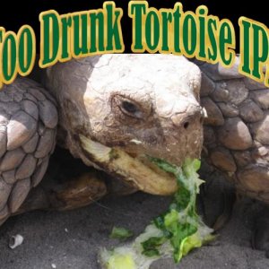 TortoiseLabel 1