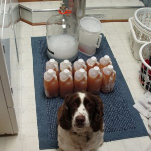 Homemade apple cider and Murphy