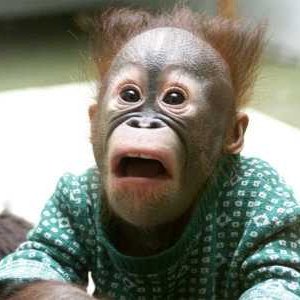 surprised-monkey