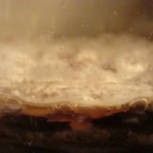 Pellicle3
