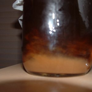 Chimayyeast2