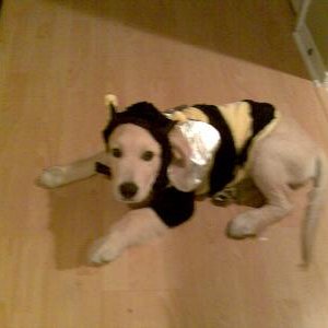 TobyHalloween2