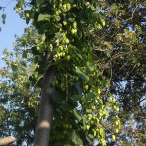 Cascade
