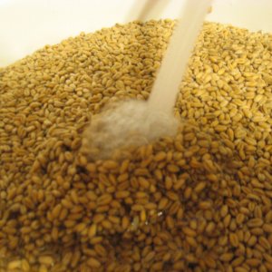 MaltMaking