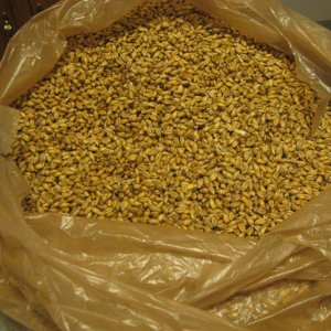 MaltMaking