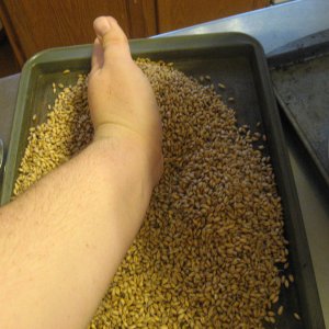 MaltMaking