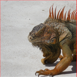 iguana