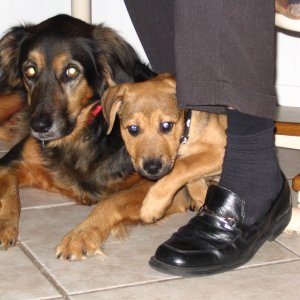 RufusandChloepup