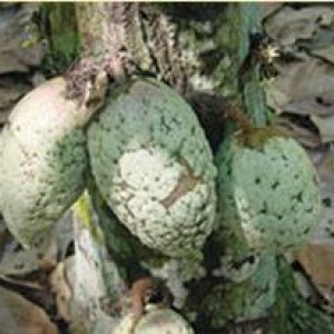CacaoPod
