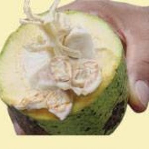 openedcacaopod