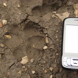 MountainLionPrint