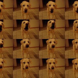 2008_Buzz_Dog_Cookies_006