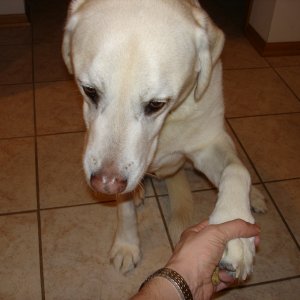 2008_Buzz_Dog_Cookies