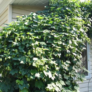 hallertauonthevine