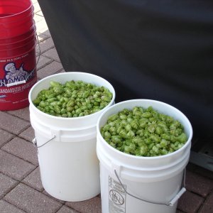 10gallonsofwetcascade