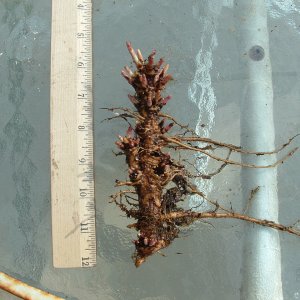 ZeusRhizomes