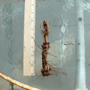 ZeusRhizomes