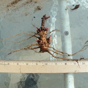 ZeusRhizomes