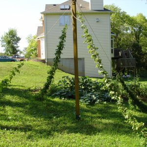 Boozin_Susan_Hops_013
