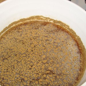 Bacteria2