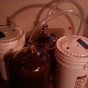 Bachelor_Cream_Ale