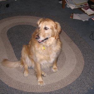 Mypooch