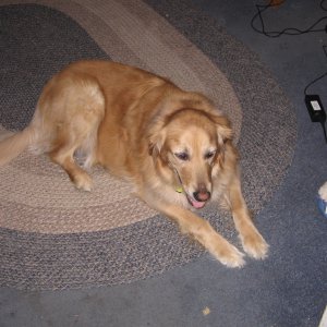 Mypooch