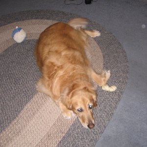 Mypooch