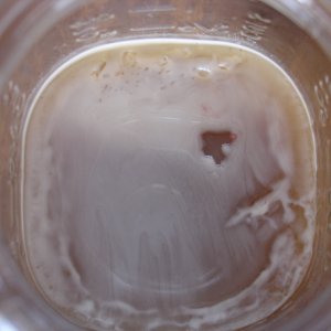 Iowa_Yeast_Capture_-_50327_0051