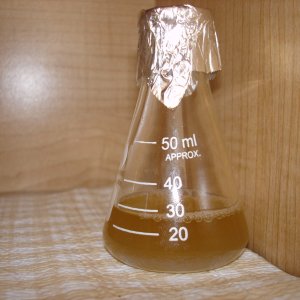 Iowa_Yeast_Capture_-_50327_012