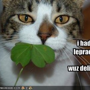 funny-pictures-your-cat-ate-a-leprechaun1
