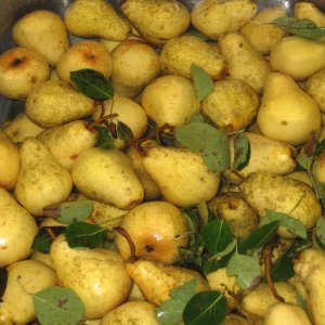 PearreadytobejuicedandmadeintoPearPymentMelomelquot