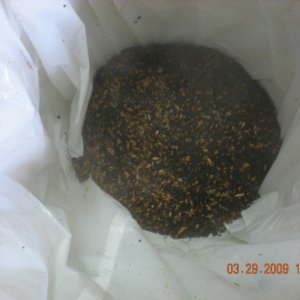 5GDryStoutsteepedgrains