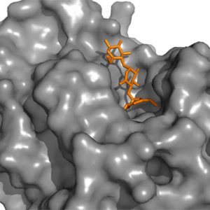 aamylasebindingsite_rs_copy