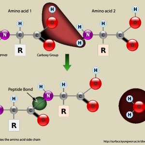 aapeptide