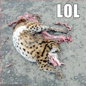 lolcat